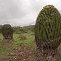000826 Echinocactus platyacanthus (San Miguel de Allende, Guanajuato, Mexique). 