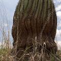 000827 Vue en contre-plonge d'un Echinocactus platyacanthus (San Miguel de Allende, Guanajuato, Mexique). 