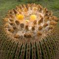 000828 Vue rapproche de l'apex d'un Echinocactus platyacanthus en fleurs et en fruits (San Miguel de Allende, Guanajuato, Mexique). 