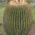 000829 Echinocactus platyacanthus (San Miguel de Allende, Guanajuato, Mexique). 