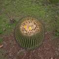 000830 Vue de l'apex d'un Echinocactus platyacanthus en fleurs et en fruits (San Miguel de Allende, Guanajuato, Mexique). 