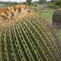 000832 Vue de l'apex d'un Echinocactus platyacanthus en fleurs et en fruits (San Miguel de Allende, Guanajuato, Mexique). 