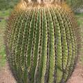 000833 Echinocactus platyacanthus (San Miguel de Allende, Guanajuato, Mexique). 