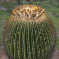 000836 Echinocactus platyacanthus (San Miguel de Allende, Guanajuato, Mexique). 
