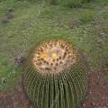 000837 Vue de l'apex d'un Echinocactus platyacanthus en fleurs et en fruits (San Miguel de Allende, Guanajuato, Mexique). 