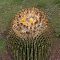 000839 Vue de l'apex d'un Echinocactus platyacanthus en fleurs et en fruits (San Miguel de Allende, Guanajuato, Mexique). 
