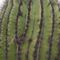 000840 Vue rapproche d'un vieil Echinocactus platyacanthus (San Miguel de Allende, Guanajuato, Mexique). 