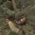 000841 Opuntia robusta en fruits (San Miguel de Allende, Guanajuato, Mexique). 