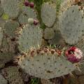 000842 Opuntia robusta en fruits (San Miguel de Allende, Guanajuato, Mexique). 