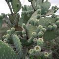 000843 Opuntia huajuapensis en fruits (San Miguel de Allende, Guanajuato, Mexique). 