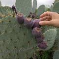 000845 Opuntia robusta en fruits (San Miguel de Allende, Guanajuato, Mexique). 