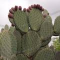 000846 Opuntia en fruits (San Miguel de Allende, Guanajuato, Mexique). 