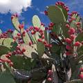 000847 Opuntia en fruits sur le site archologique prcolombien de Yagul dans la valle de Tlacolula (Oaxaca, Mexique).