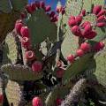 000848 Opuntia en fruits sur le site archologique prcolombien de Yagul dans la valle de Tlacolula (Oaxaca, Mexique).