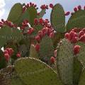 000849 Opuntia en fruits sur le site archologique prcolombien de Yagul dans la valle de Tlacolula (Oaxaca, Mexique).