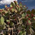 000850 Opuntia en fruits sur le site archologique prcolombien de Yagul dans la valle de Tlacolula (Oaxaca, Mexique).