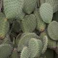 000851 Opuntia huajuapensis (San Miguel de Allende, Guanajuato, Mexique). 