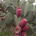 000853 Opuntia en fruits (San Miguel de Allende, Guanajuato, Mexique). 