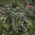 000854 Opuntia imbricata en fleurs et en fruits (San Miguel de Allende, Guanajuato, Mexique). 