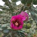 000856 Opuntia imbricata en fleurs (San Miguel de Allende, Guanajuato, Mexique). 