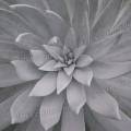 000859 Dudleya brittonii est une plante grasse remarquable du fait de la prsence sur ses feuilles d'une pruine cireuse et blanchtre tonnament paisse (San Miguel de Allende, Guanajuato, Mexique). 