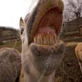 000875 Grimace d'un cheval lors d'un 