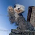 000879 Bearded collie (Colley Barbu) perch sur un mur et donnant la patte.