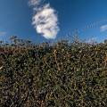 000884 Haie taille dans un houx commun (Ilex aquifolium).
