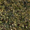 000885 Haie taille dans un houx commun (Ilex aquifolium).