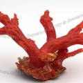 000898 Corail rouge de Mditerrane (Corallium rubrum). Prise de vue en studio sur fond blanc.