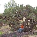 000928 Touriste assise sur le tronc d'un trs grand figuier de Barbarie (Opuntia ficus-indica) (Teotihuacn, Mexico, Mexique).