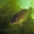 000948 Carpe commune (Cyprinus carpio carpio)  en milieu naturel dans la rivire le Sagonin (Sagonne 18600, France).