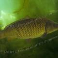 000949 Carpe commune (Cyprinus carpio carpio)  en milieu naturel dans la rivire le Sagonin (Sagonne 18600, France).