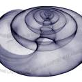 000963 Radiographie d'une coquille d'escargot terrestre. Image monochrome.