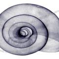 000964 Radiographie d'une coquille d'escargot terrestre. Image monochrome.