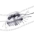 000965 Craspedacusta sowerbyi. Mduse d'eau douce, macro-photographie. Animal voluant dans la carrire du pont des Piles (36270 Eguzon Chantme). Ces cnidaires d'une taille d'environ trois centimtres sont prsents sous cette forme  partir de juin jusqu' septembre. Ils peuvent tre plusieurs centaines par mtre cube d'eau. 