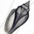 000966 Radiographie d'un coquillage marin. Image noir et blanc.