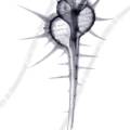 000968 Radiographie d'un murex (Murex tribulus tenuirostrum). Image noir et blanc.