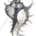 000970 Radiographie d'un murex ramosus (Chicoreus ramosus). Image noir et blanc.