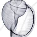 000971 Radiographie d'un Tonna sulcosa. Image noir et blanc.