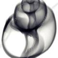 000972 Radiographie d'un Babylonia spirata. Image noir et blanc.