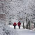 000973 Promenade pour un couple de personnes ages dans une fort enneige (La Loge-des-Gardes (03250), Allier (03), France). 