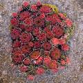000978 Joubarbe des toits (Sempervivum tectorum) en hiver (Puy-de-Dme (63), France). La joubarbe des toits peut tre utilise pour parfumer les salades, elle contient un mucilage adoucissant qui possde des vertus mdicinales. On pensait autrefois que la joubarbe avait des vertus protectrices contre la foudre et l'incendie, c'est pourquoi on la plaait sur les toits.