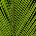 000995 Palme de Cycas revoluta.