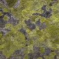 001012 Lichen (Rhizocarpon geographicum) poussant sur un rocher (Puy-de-Dme (63), France). Image prise au Col du Bal, sur les crtes du Forez.