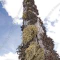 001015 Lichen (Cetraria islandica et Usnea barbata) poussant sur un poteau (Puy-de-Dme (63), France). Image prise au Col du Bal, sur les crtes du Forez.