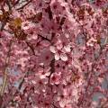 001020 Branche fleurie de Prunier de Pissard (Prunus cerasifera Pissardii).