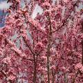 001021 Branche fleurie de Prunier de Pissard (Prunus cerasifera Pissardii).
