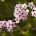 001024 Branche fleurie de Prunier de Pissard (Prunus cerasifera Pissardii).
