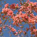 001025 Branche fleurie de Cognassier du Japon (Chaenomeles japonica).